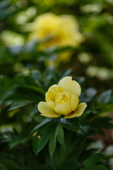 Paeonia suffruticosa cultivated in a garden