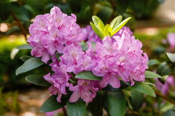 Rhododendron Catawbiense cultivated in a garden