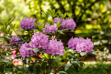 Rhododendron Catawbiense cultivated in a garden