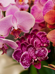 Naklejka na ściany i meble (Close up) Orchid in the garden..