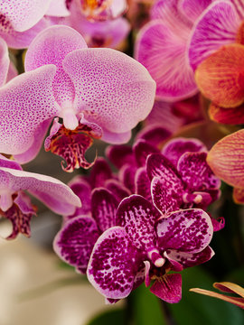 (Close up) Orchid in the garden..