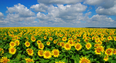 Obraz premium field of blooming sunflowers