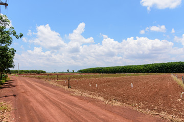 cassava farming