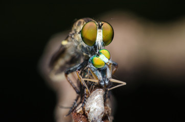 robber fly eating on tree branch.