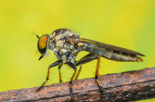robber fly on branch with yellow background.
