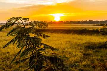 Sunset over Cambodian Field