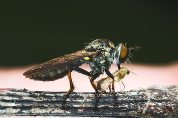 robber fly eating on tree branch.
