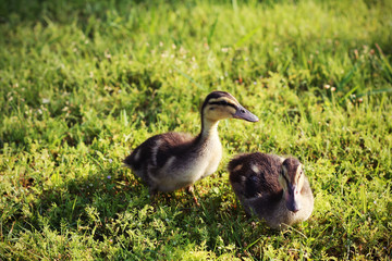 Duckling siblings 