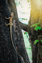 lizard with tamarind trees background.
