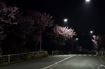 夜桜の道