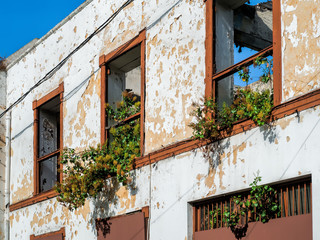 Fototapeta na wymiar Alte Fassade mit abgeblätterter Farbe und Unkraut als Blumendekoration