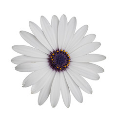 Daisy  flower isolated on white.  Macro.