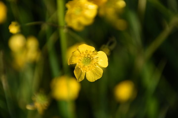 Wilde Blüten