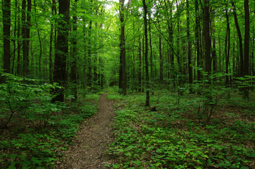 Trees in green forest