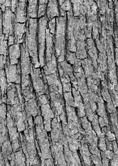 Obraz premium ash tree bark with cracks and texture