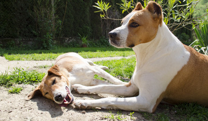 pretty happy dogs