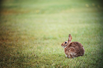 Wild Rabit 