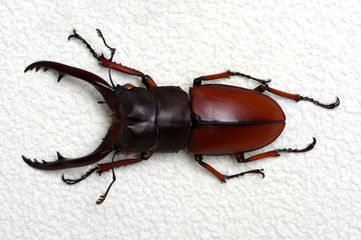 Stag beetle isolated on white
