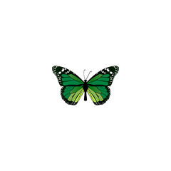 Fototapeta na wymiar Realistic Green Peacock Element. Vector Illustration Of Realistic Birdwing Isolated On Clean Background. Can Be Used As Malachite, Butterfly And Green Symbols.