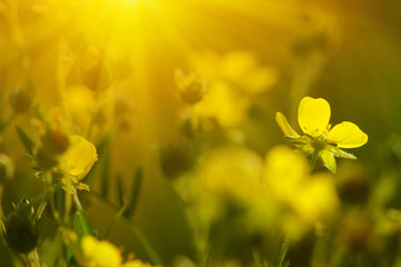 Spring flowers on sun