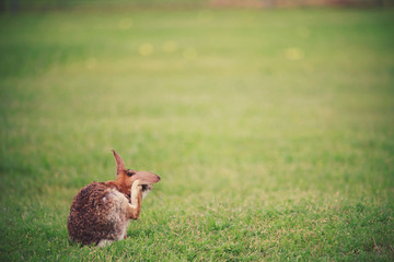 scraching Bunny rabbit 