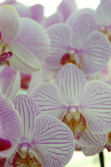 Obraz na płótnie Canvas Orchid flower in garden