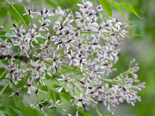 香しい栴檀の花