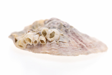 clam shell with corals isolated on white