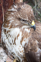 Hawk close up