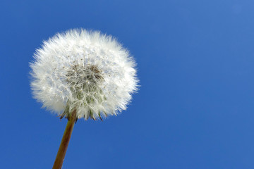 pissenlit allergie pollen