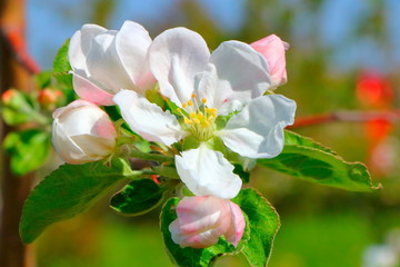 Flowers of the apple tree.