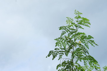 branch leaf of tree beautiful in the forest with blue sky background