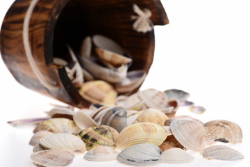 bucket with sea shell isolated