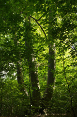 beautiful tree in nature