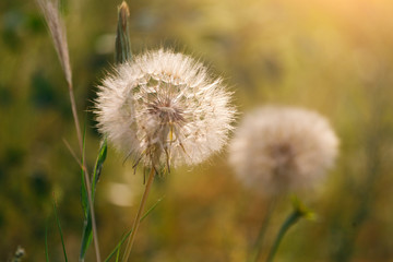 Fototapeta na wymiar Fluffy dandelion closeup. Flower background.