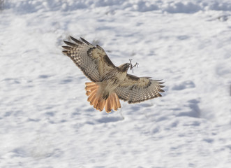 Do It Yourself House Construction - Red-tailed hawk brings building material to nest while early morning sun highlights tail feathers.