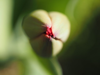 A macro shot of a tulip flower bud beginning to open