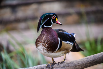 A duck walking around looking for food