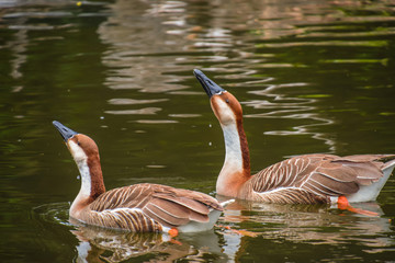 Ducks feeding in a  pond