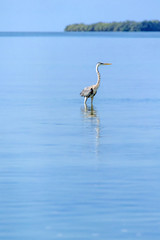 Heron bird