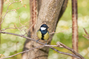 Obraz na płótnie Canvas Great Tit sitting on branch and looking to the side on a sunny day