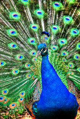 Obraz premium Peacock