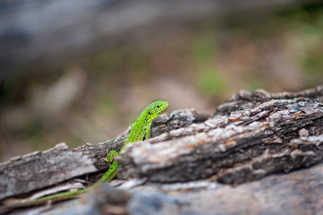 Green lizard on tree bark in spring