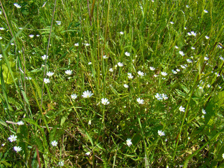 Summer white wildflowers
