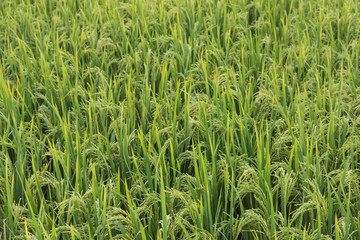 Rice paddy plantation