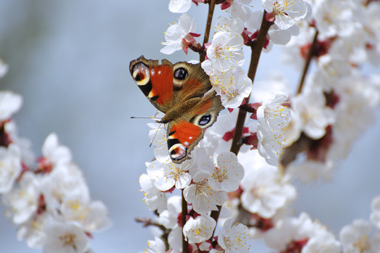 Apricot blossoms with peacock butterfly.