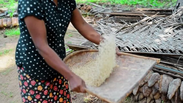 Indian woman cleans rice