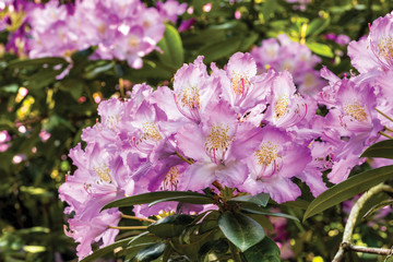 Pink rhododendron branch with full of flowers