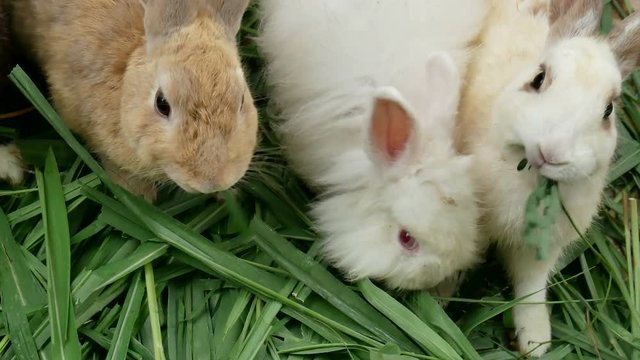 white rabbit eating grass