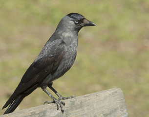 Jackdaw